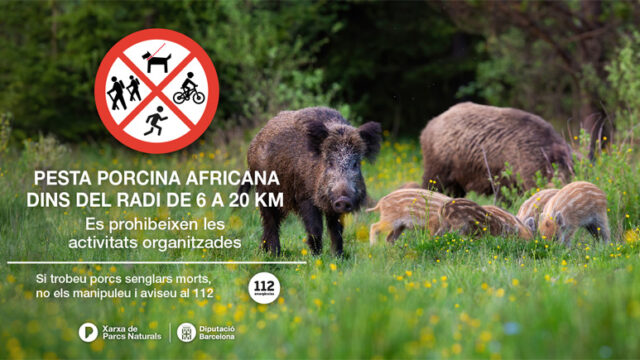 Acces_restringit_al_medi_natural_davant_el_brot_de_pesta_porcina_africana.jpg