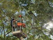 Comença la campanya de poda intensiva per millorar l’arbrat de la ciutat
